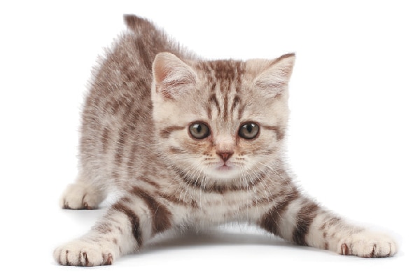 A playful kitten.