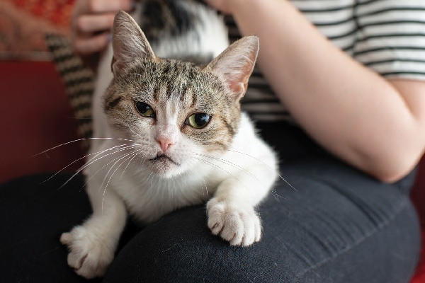 A senior or older cat on a lap.