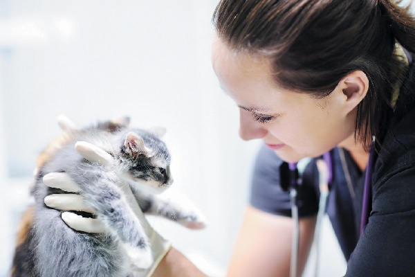 A vet holding up and examining a gray cat.