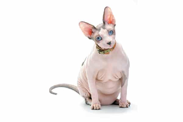 A fat overweight hairless cat.