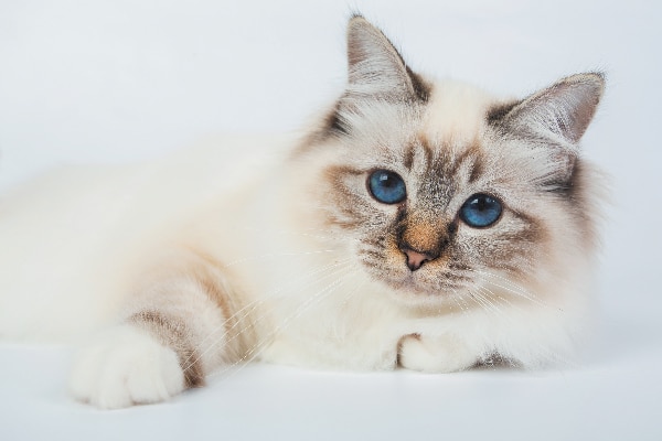 small fluffy cat breeds