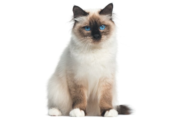 A Birman cat, full length.