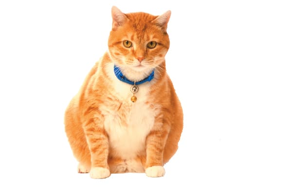 A fat orange cat.