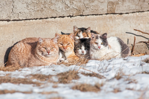 A group of feral cats.
