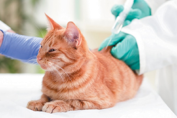 An orange cat getting a shot or injection. 