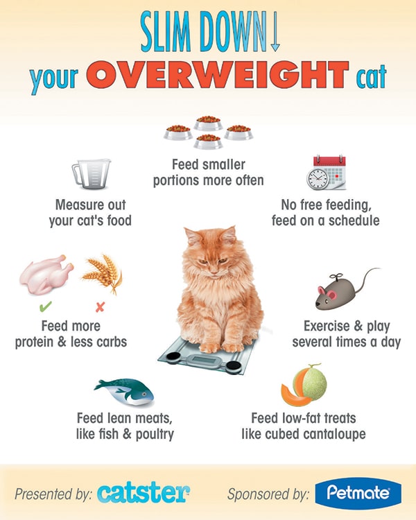 5 Overweight Cat Health Risks Catster