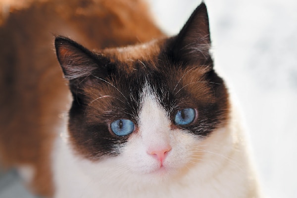 blue snowshoe cat