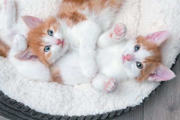 introducing two kittens to an older cat