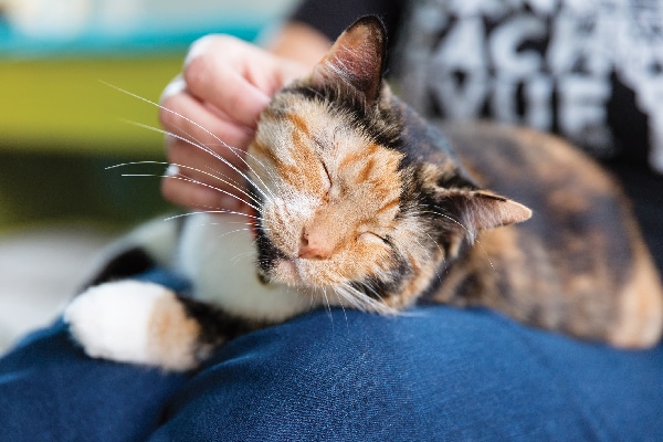 Why Do Cats Sit On You 6 Reasons Catster Why Do Cats Sit On You 6 Reasons Catster