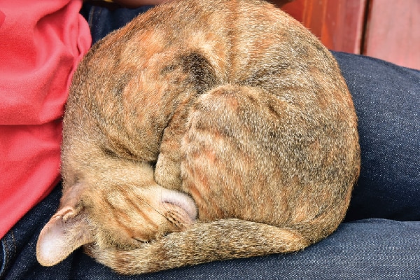 porque é que os gatos se sentam em cima de si