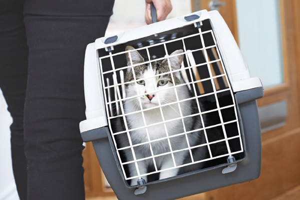 A cat looking out of a carrier.