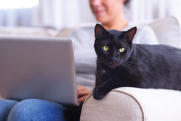 A cat near his human on the couch and computer.