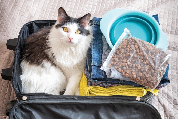A cat posing with an emergency preparedness kit.