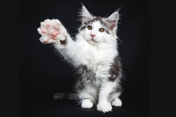 A feline  reaching his paw out, claw adjacent  up.