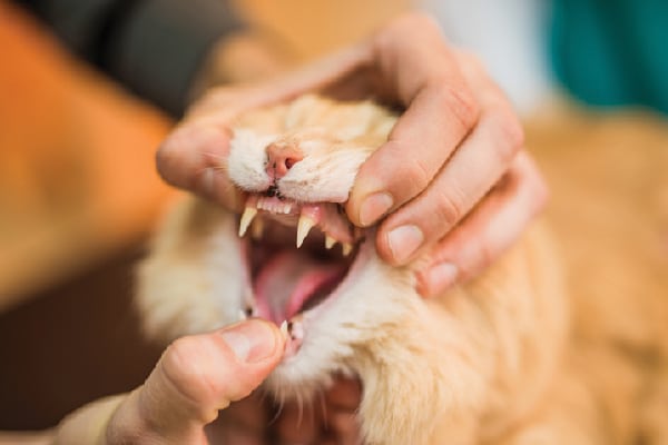 A close up of a cat's mouth.