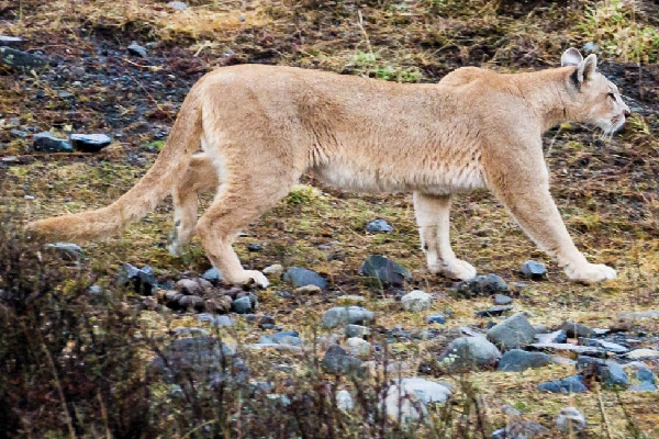 A puma or mountain lion.