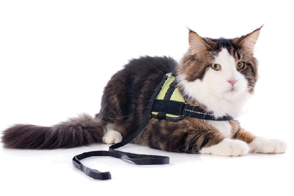 A cat with a harness and leash.