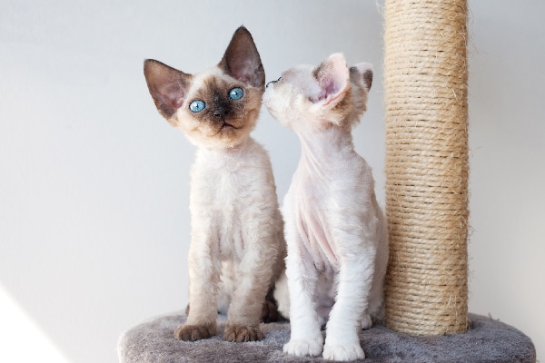 male cat and female kitten