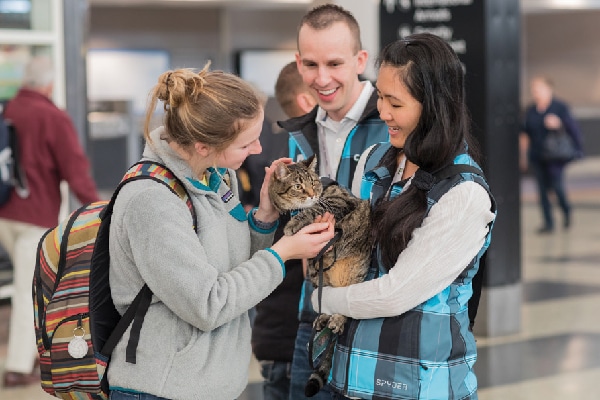 Xeli the airport therapy cat.