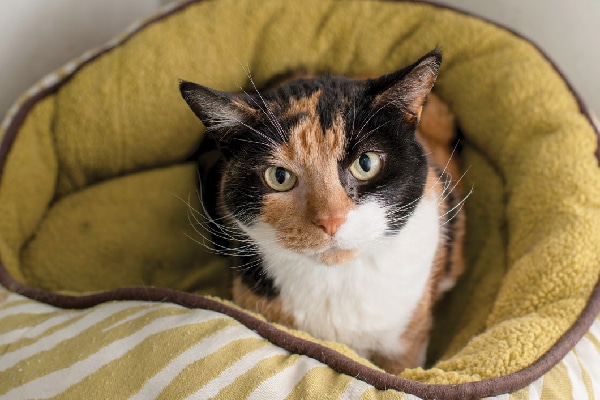 A calico cat looking up from a bed.