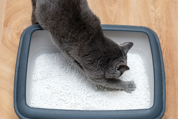 A cat digging in his litter box.