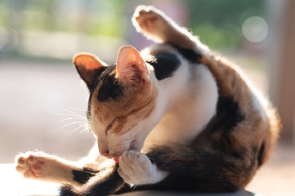A cat cleaning herself or giving herself a bath.