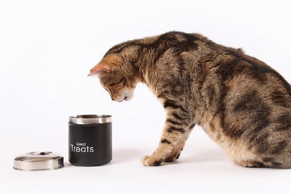 A cat staring into a container of treats.