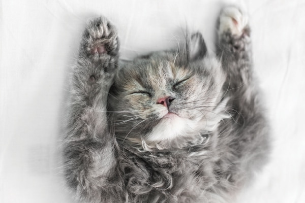A gray cat with a multicolored nose asleep with arms up. 
