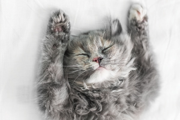A gray cat with a multicolored nose asleep with arms up.