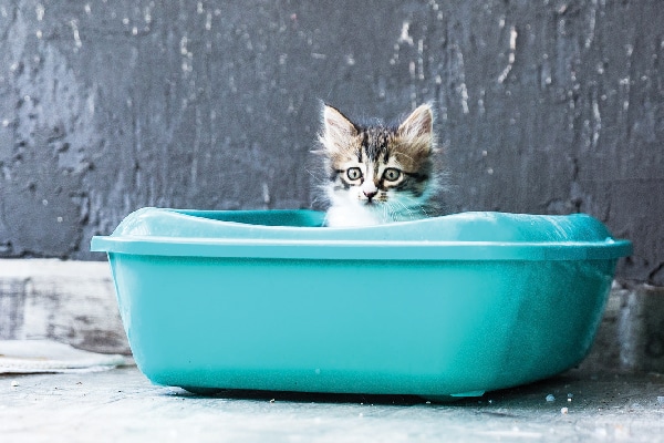 A small kitten in a litter box.