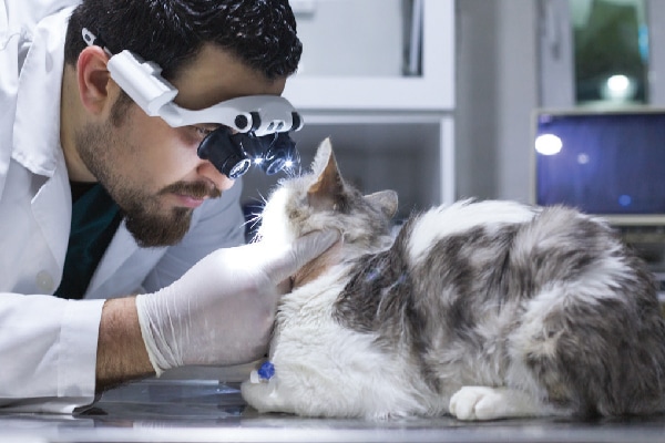A vet looking closely at a cat's eyes.