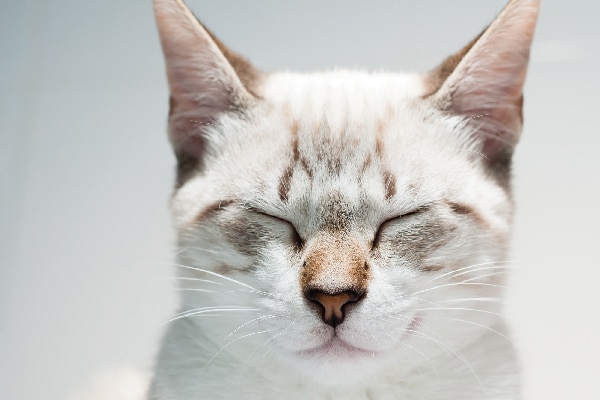 A white and gray cat with his eyes closed. 