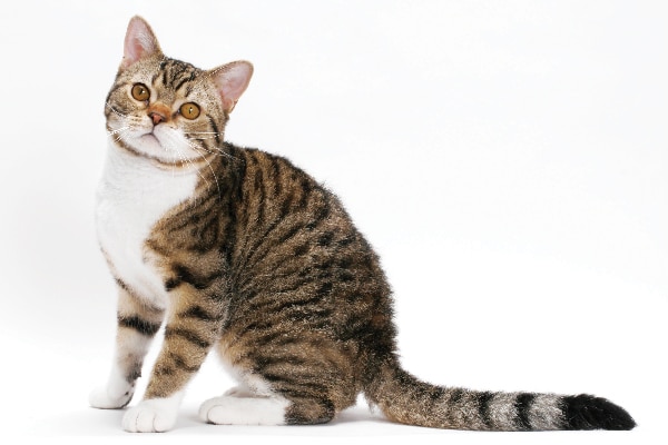 hyperactive cat breeds