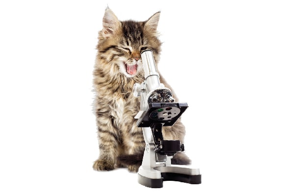Unlocking Cat Genome Might Help People - Catster