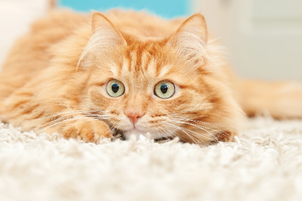 An orange cat, playful and about to pounce.
