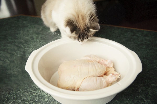 Can Cats Eat Raw Chicken? - Catster