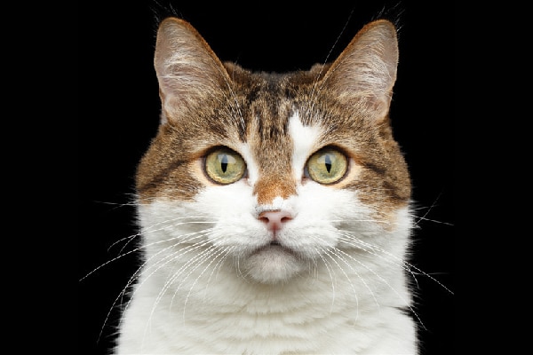 Close up of a cat face and eyes staring.