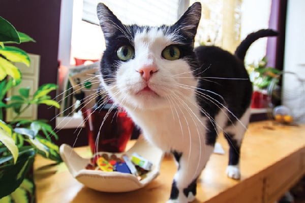 Close up of a curious black and white cat up on a table.