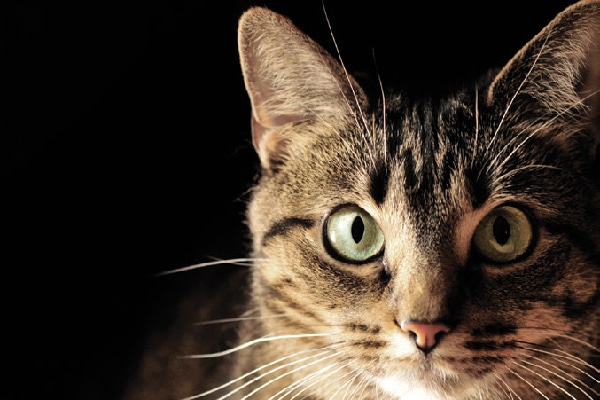 Close up of a tabby cat staring.