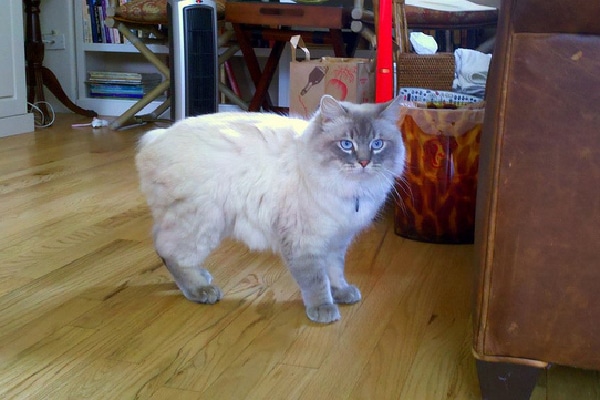 Cymric cat.