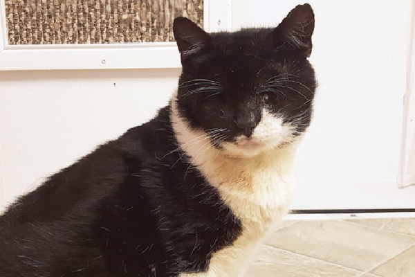 Gabriel from the Blind Cat Rescue and Sanctuary.
