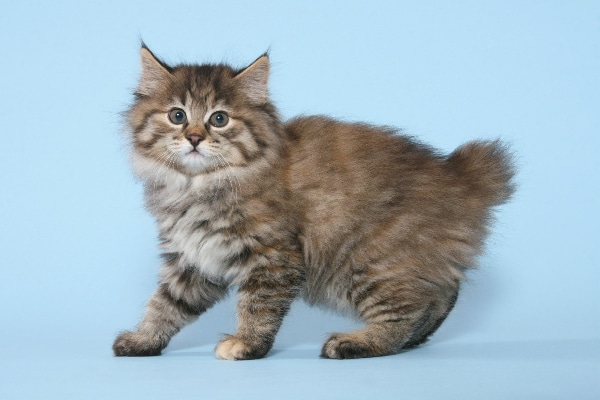 karelian bobtail