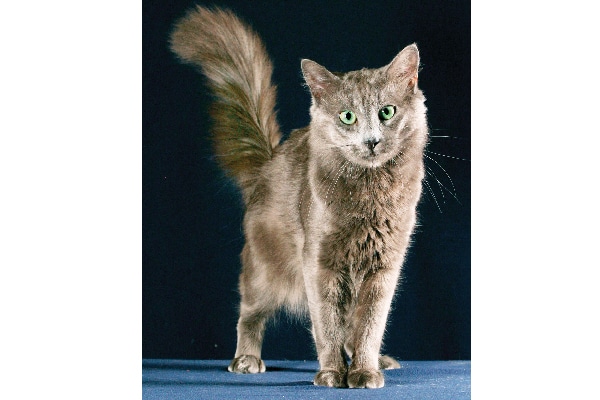 Nebelung.