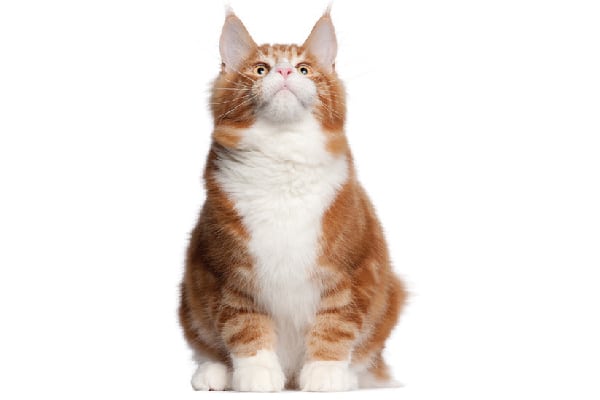An orange tabby cat with tufted ears staring or looking up.