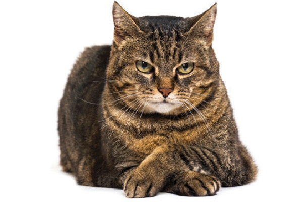 A brown tabby cat with arms crossed.