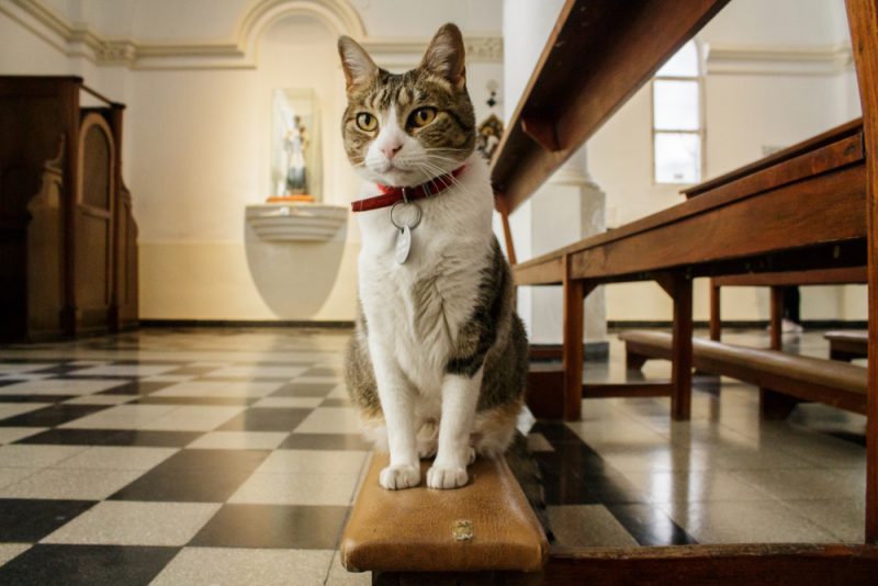 cat in the church