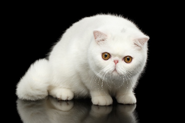 Exotic Shorthair Cat.