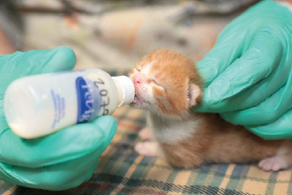 Kittens need round-the-clock care, which is why so many are euthanized instead of saved in foster care.