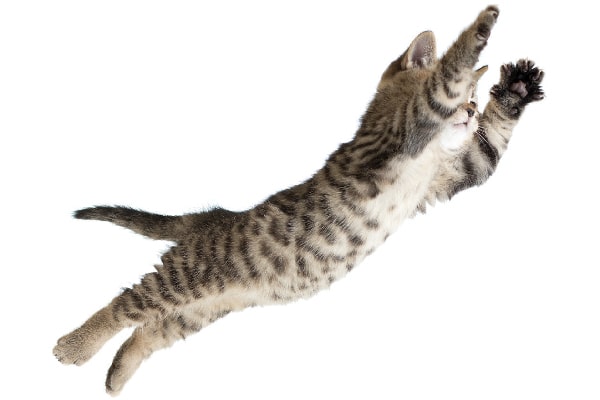Cat flying or jumping through the air.