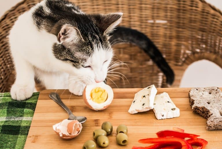 can cats digest vegetables